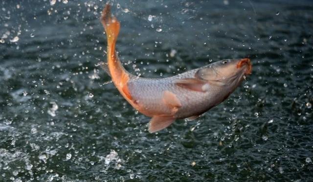 钩型|钓鱼高手分享如何选择鱼钩,只买这四种钩型就够了,绝对好用!