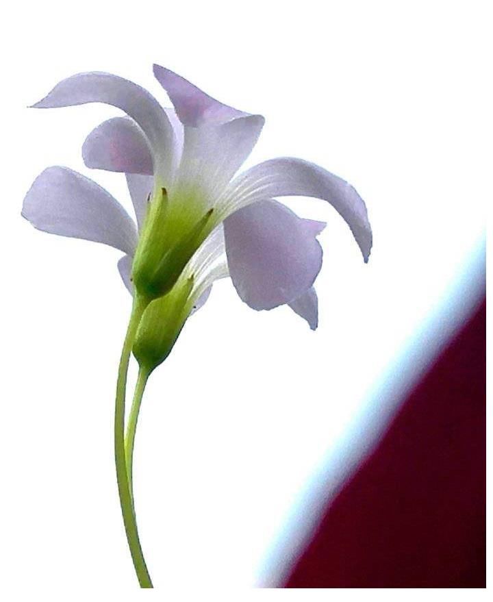 富贵|晴开夜合，美丽富贵的紫叶酢浆草花开了