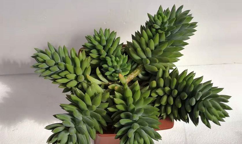 菌灵|不要觉得给多肉“砍头”残忍!养千佛手,“切几刀”小崽爆满盆