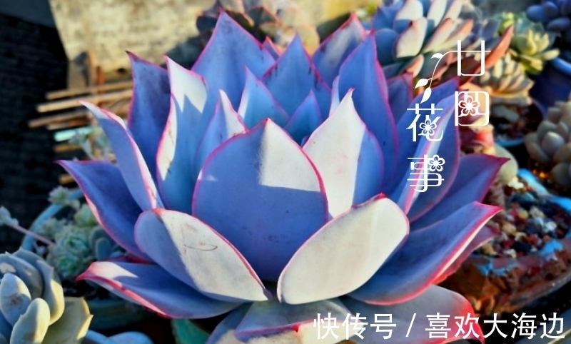 8种蓝色多肉植物,高冷优雅,总有一种是你的“蓝颜知己”