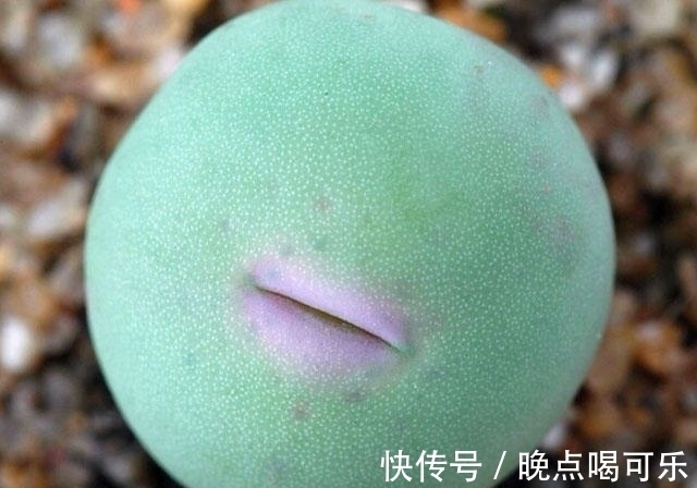 多肉植物界“最爱美”的一个品种!一张小红嘴真是可爱