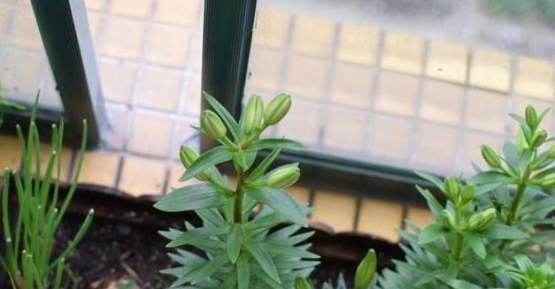 养花土,用一个塑料袋,轻松杀虫灭菌,花盆里一个虫子都没有