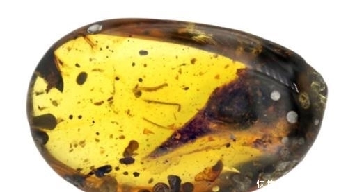  有家|腾冲有家博物馆藏一块琥珀，琥珀中有只带牙的鸟，它是最小的恐龙