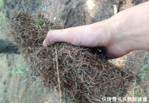 养花土没营养5种料埋到花盆下,养啥花都旺盛,轻松爆满盆