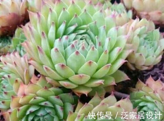 植株|号称“巨无霸”的3种多肉,好养护易群生,小半年长成脸盆大