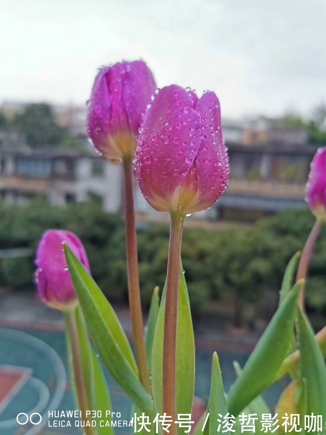 花友们|“5种”有毒花别乱养,换盆要戴手套,小心皮肤红肿