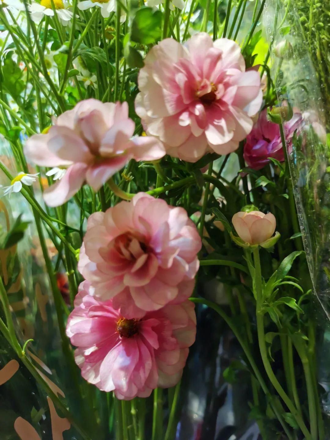 花市散发浓浓年味，这家店天天上新“应景”花！