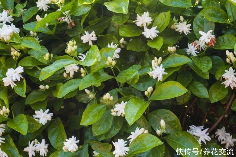  我的茉莉花从春节开到秋季，有几个条件要满足，否则花朵越来越少