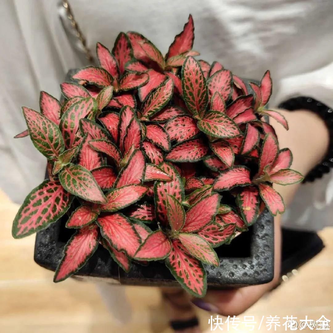 夏天怕晒的花，赶紧搬到阴凉地儿，再晒成枯杆了