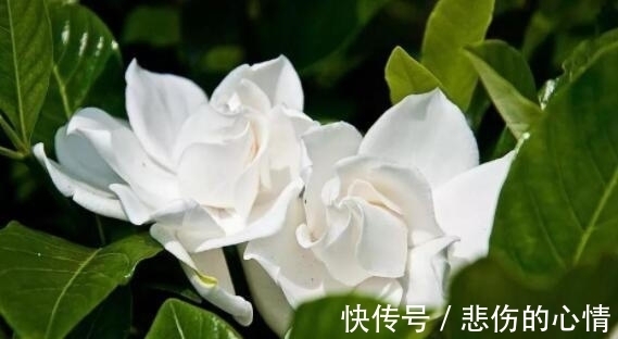 家里阳台养此款花,新手也能养爆盆,比香水都好闻,满屋子都是香