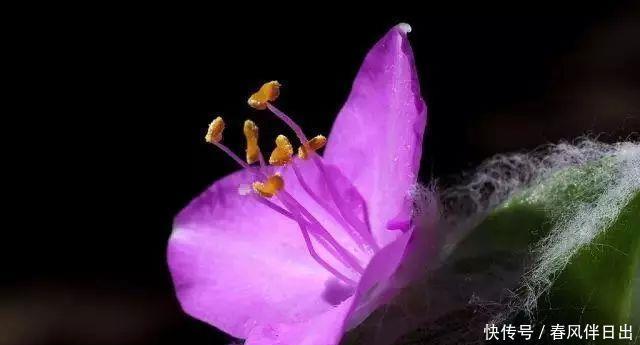 日本好听的植物名字