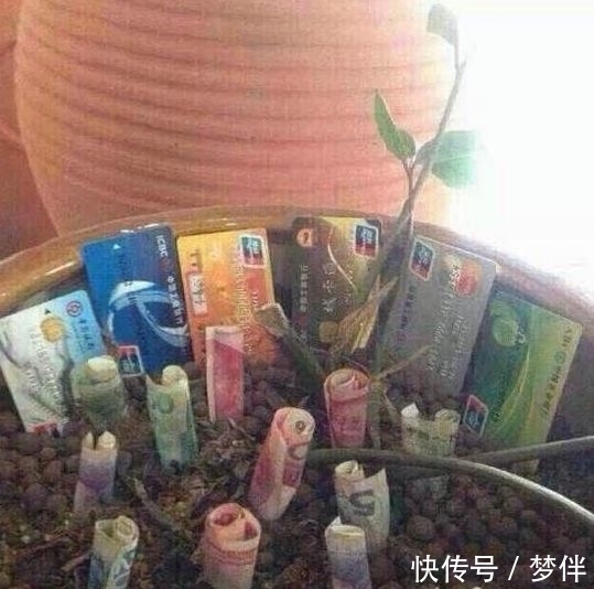 |搞笑图片幽默段子笑话:这是我见过最休闲的狗,人不如狗系列啊