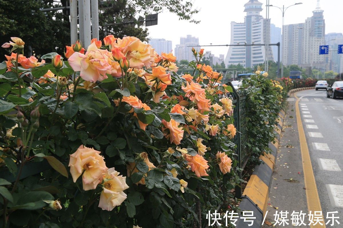 月季花的花苞多而担心开不了花3点养护月季开花大而不掉花苞