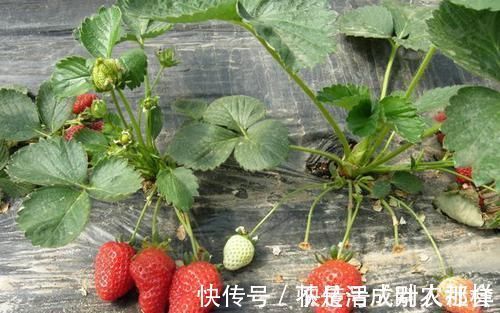 绒毛促性腺激素|孕妇可以吃草莓吗?吃草莓的好处要知道,并非补铁补血那么简单