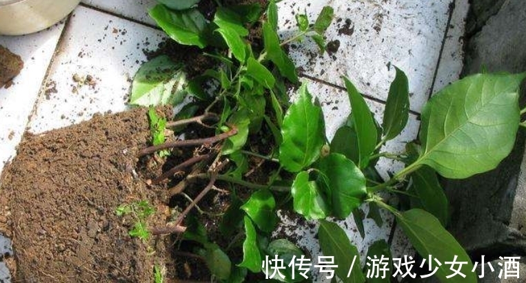 盆栽|这3种情况下,给植物换盆土,结果无异于“自掘坟墓”