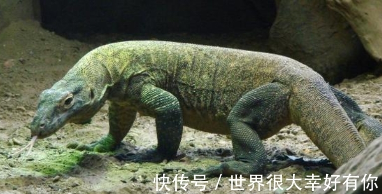斑马纹|完全冻结的木蛙，与人类指纹几乎相同的考拉，你不知道的生物知识