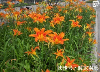 萱草|农村这种花被称为“健脑菜”,营养价值丰富,30元一斤都难求