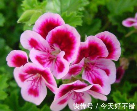 养花试试这几款，花色清新淡雅，养在家中，可以让家中高雅温馨