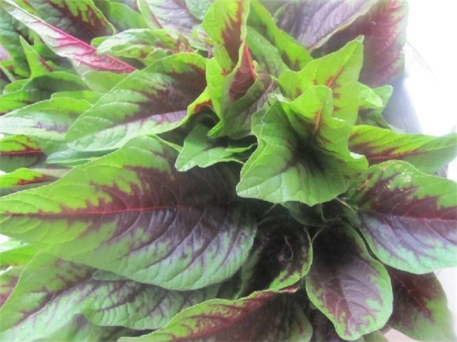 衰老|女性不想过早衰老，那就多吃3种食物，营养丰富，有益健康！