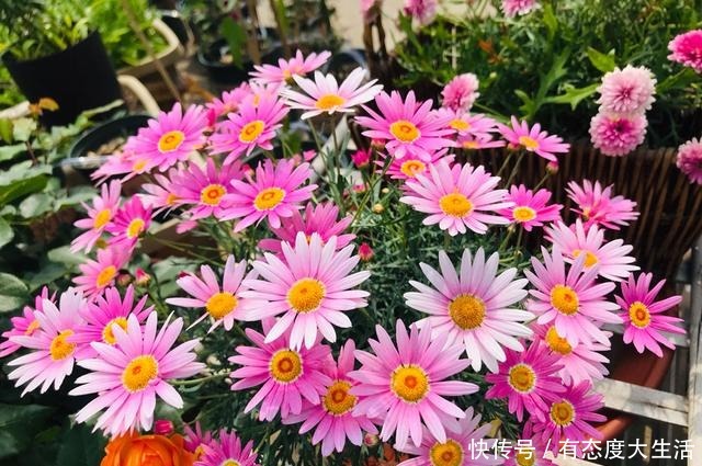 4种花,现在赶紧施肥,否则一年都不开花!