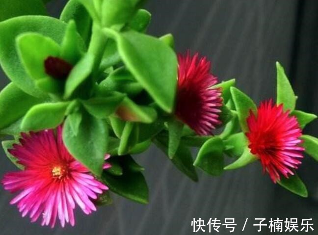 菊花|喜欢养菊花,不如养一盆牡丹吊兰,可作为蔬菜食用,味道清爽可口