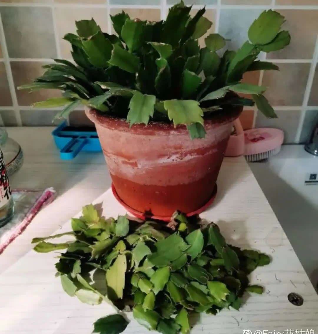 蝴蝶兰开花不是一次性,花后剪一剪,还能继续开花