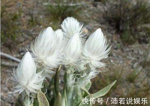 这5种花你可能一辈子都没见过,见过一种算你厉害!