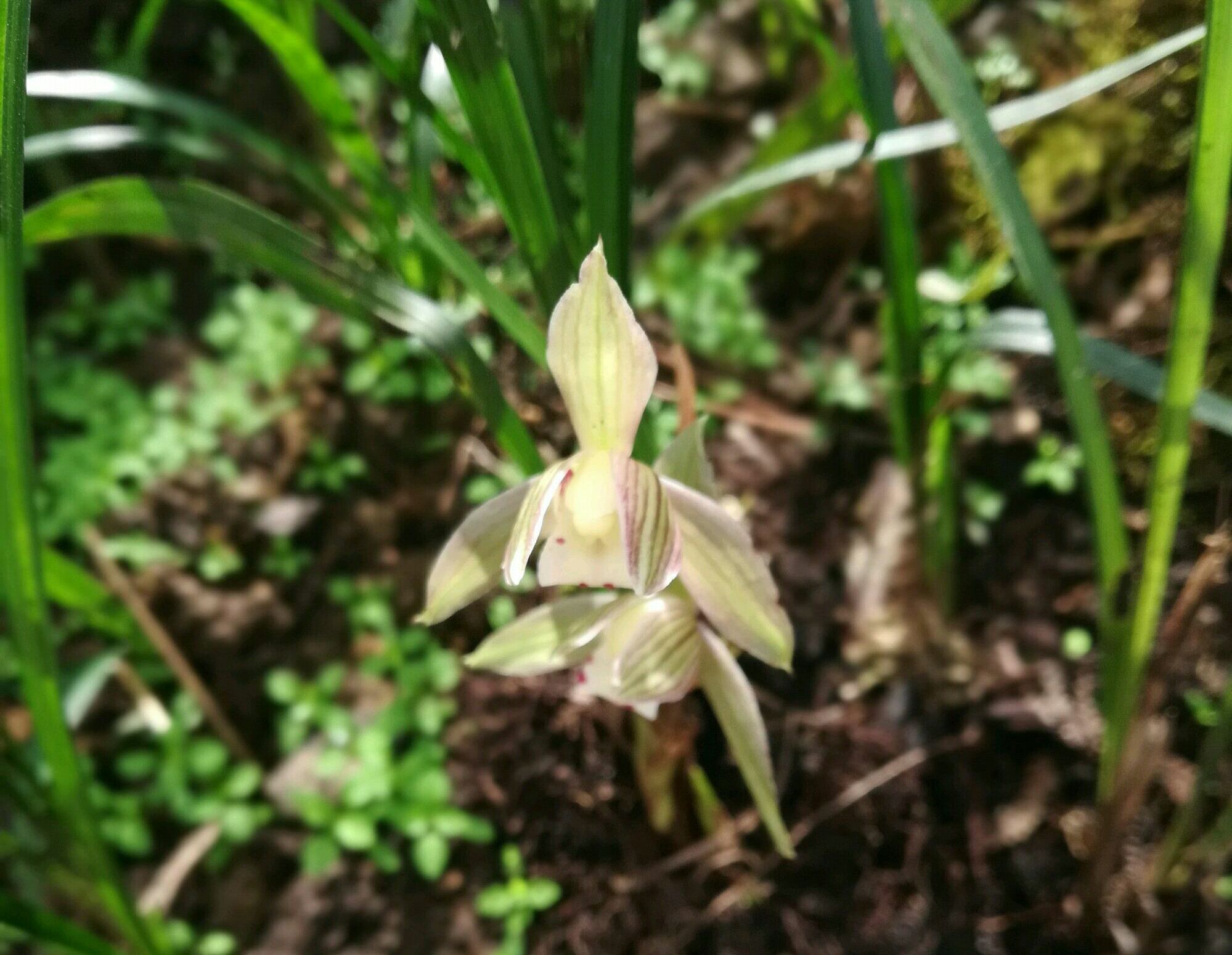 下山兰花上盆前根系怎么处理,下山兰花的上盆养根过程