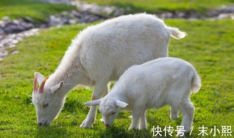 桃花|6月底，3生肖执手缠绵，桃花上上签，花开有意，姻缘梦再续到底