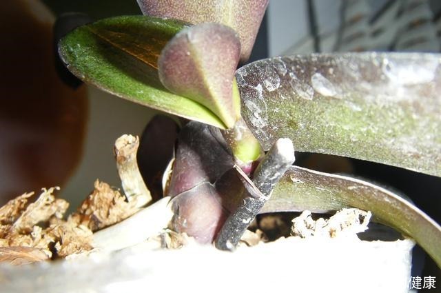 春节买的蝴蝶兰,做好3件事,不用“花后扔”,还能1盆变多盆!