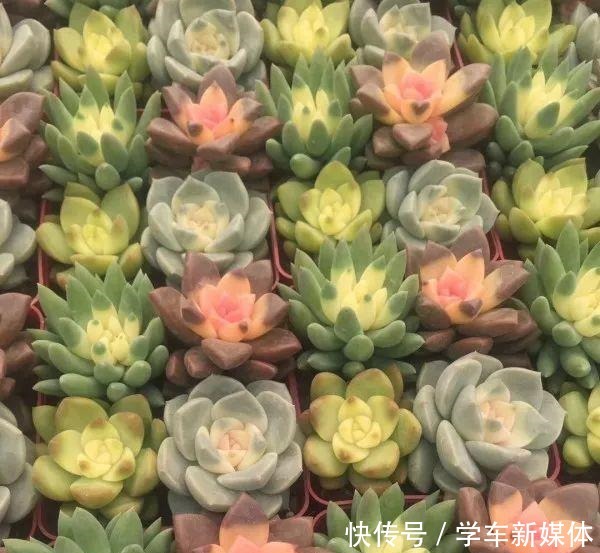 难怪养花“买一盆、死一盆”,简单3步操作,养啥旺啥,晋升高手!