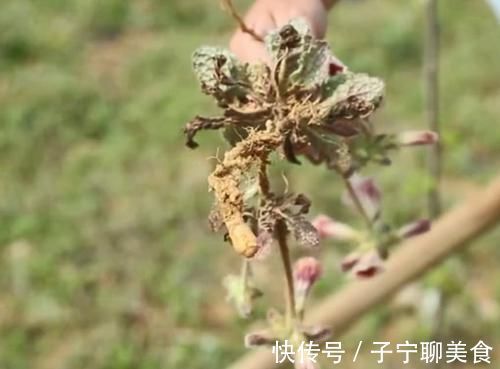 农村|农村一种滋养肝肾的药材,妹子挖出根部直接吃,味道清甜如萝卜