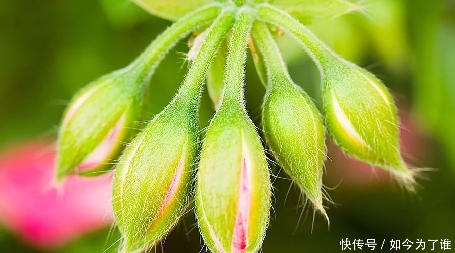 生肖|未来7天喜鹊报大喜，有钱有权有势，金银成山，美梦都成真的生肖