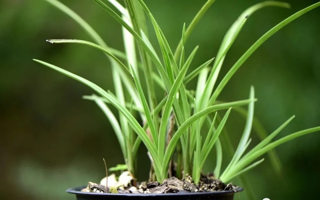 病害|古代没有多菌灵,养兰花怎么杀菌?分享几个小技巧,兰友要记牢
