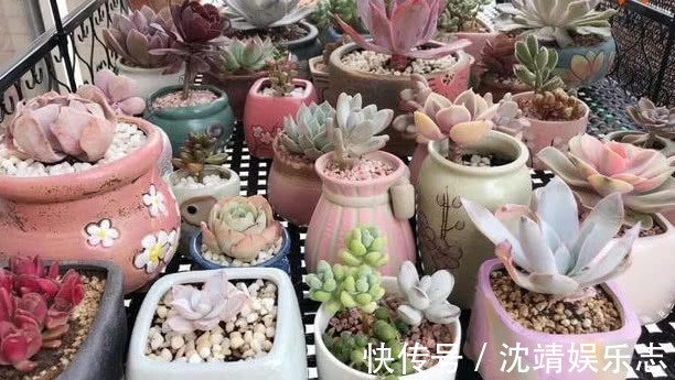 多肉一到夏天就死学会“5招”，安全度夏，叶片饱满，还爆盆了