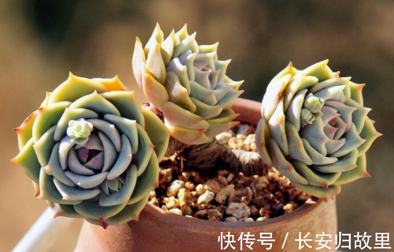 多肉,春后盆栽忌讳这2点,不注意全窜成“恨天高”,茎细叶稀