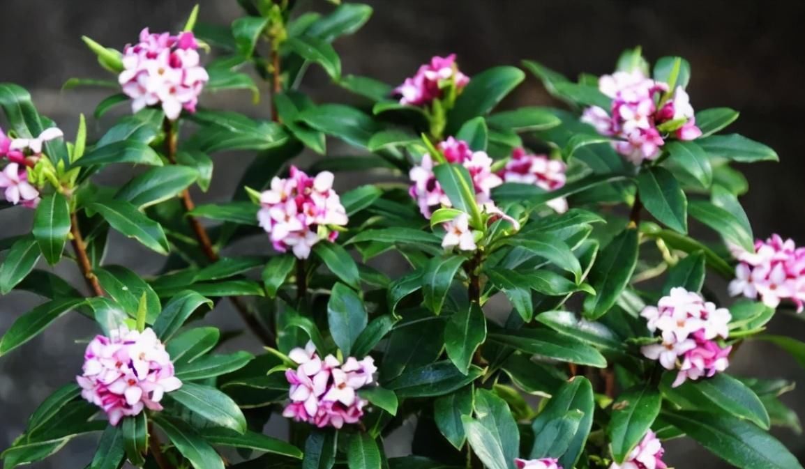 光照|这5种花卉堪称活香水，养1盆满屋子飘香