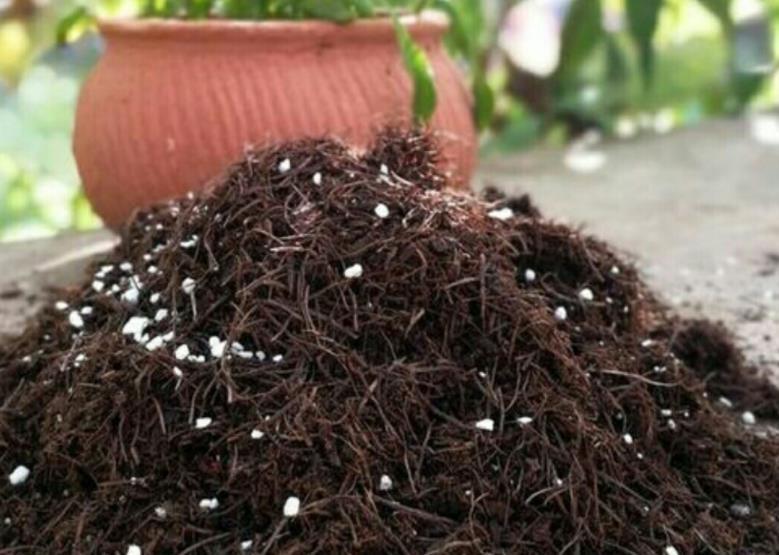 养花|路边随处可见的它,被誉为“天然酸性土”,又肥又透气