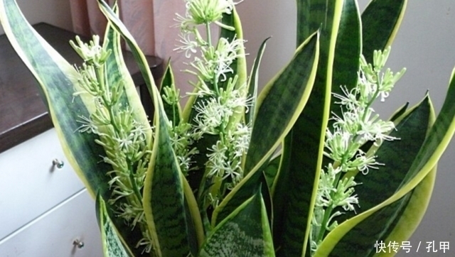 菊花|四种老年人适合养的花,又容易养又能让他们打发时间!