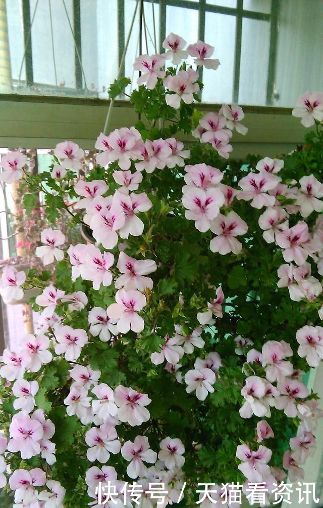 此花是世界名花,花期几乎全年,灿烂绚丽,种植容易,是盆栽佳品