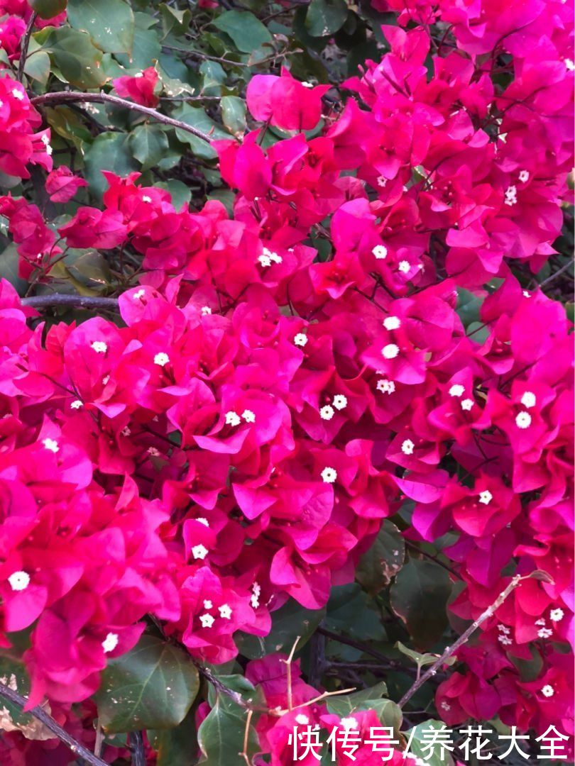 4种花一旦入了品种坑，钱包一天比一天薄，根本出不了坑