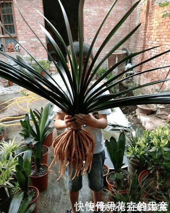 植株|养君子兰趁现在,多做2件事,长成大白菜,满盆冒花箭