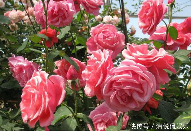 花芽|让“月季”开花不断学会3个方法,花芽嗖嗖冒,花大色艳开满盆