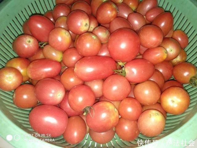 阳台养上“3种菜”,吃一茬长一茬,全家吃都够了