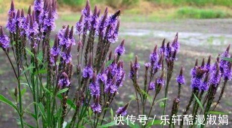 神农本草经|这5种花卉除了能观赏,最重要的能减肥,这才是真正的女人花