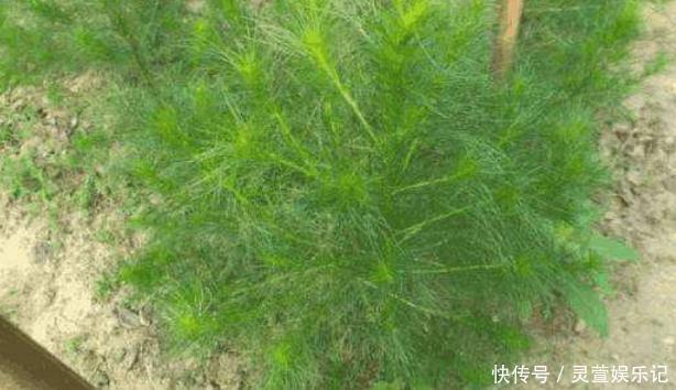 野菜|最高可长1米，一茬可割4次，含钙量超过牛奶，包饺子超美味