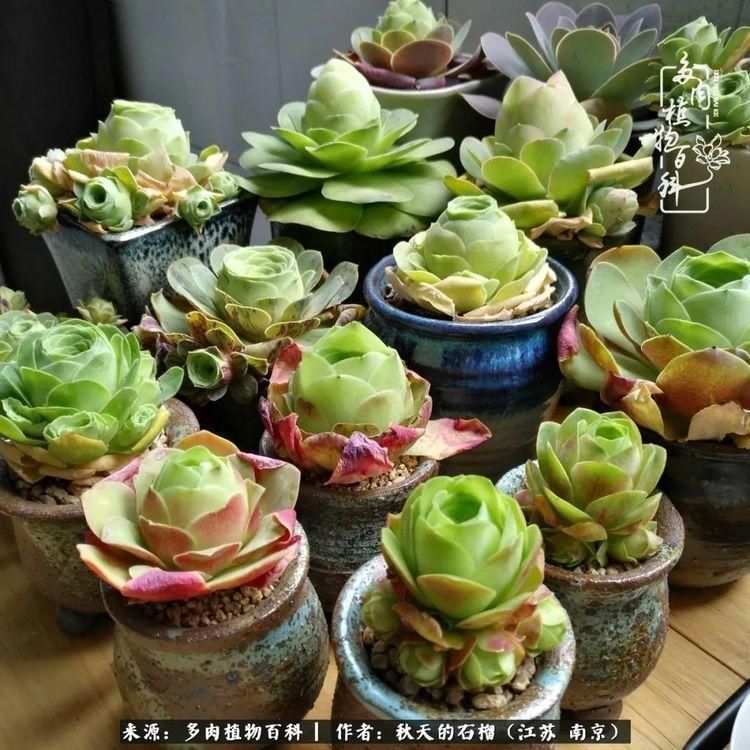 渡劫归来的肉肉,谁是谁的前世,谁又成了谁的今生