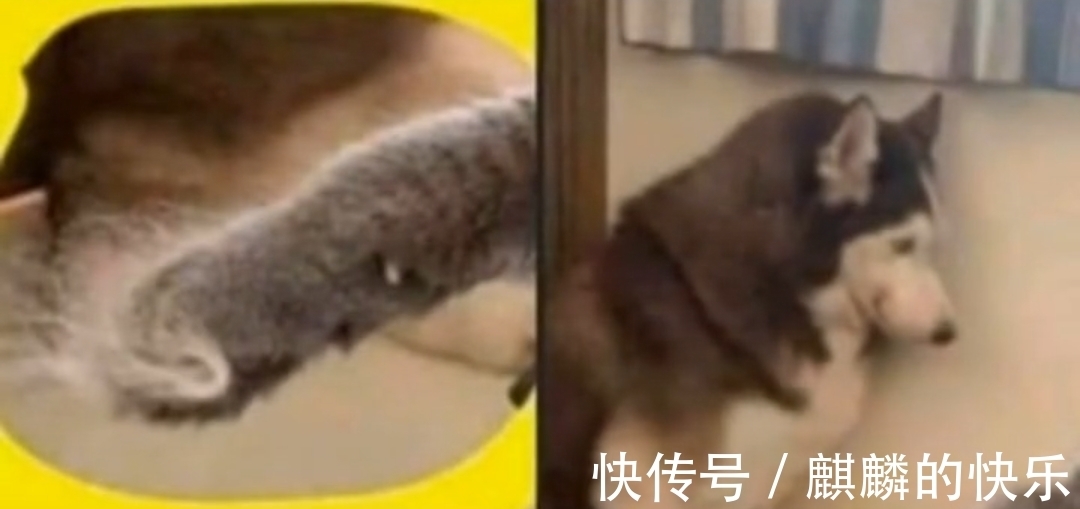 |搞笑图集:拖车拖着拖着车的拖车