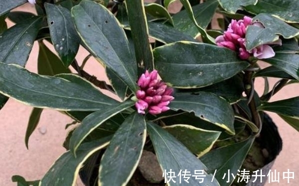 牢记3点要求，冬天室内盆栽瑞香，开花饱满漂亮，香味浓郁