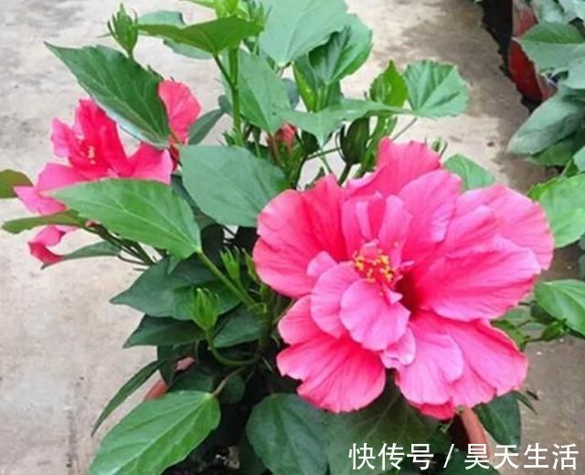 阳台养花,这几种花不能少,花美寓意好,一养就爆盆,美成小花海